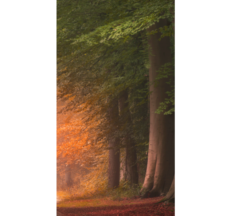 Store enrouleur photo forêt en automne - TenStickers