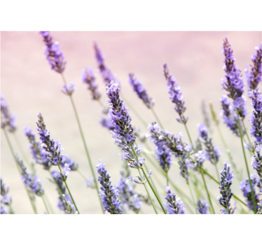 Store enrouleur cuisine bouquet de fleurs violettes - TenStickers