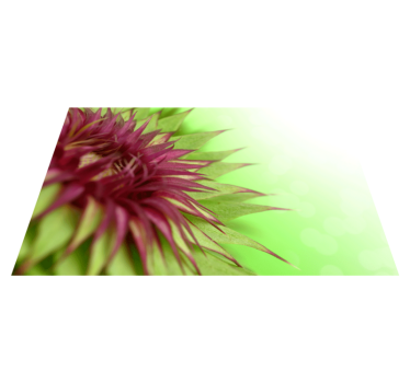 Set de table chardon en couleur - TenStickers
