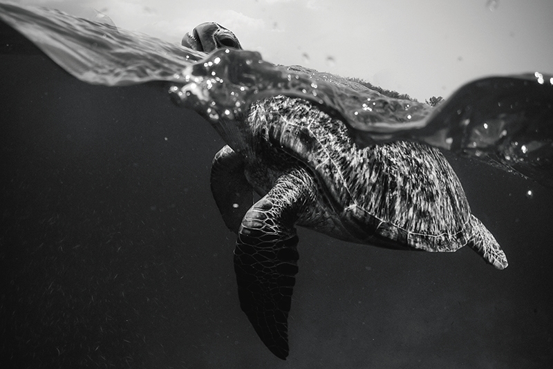 Set de table scène sous-marine avec tortue - TenStickers