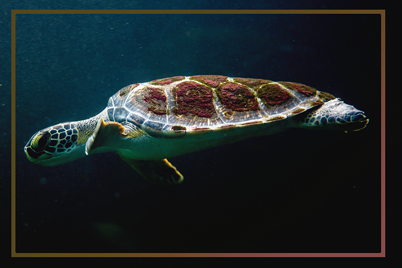 Set de table original paysage aquatique tortue - TenStickers