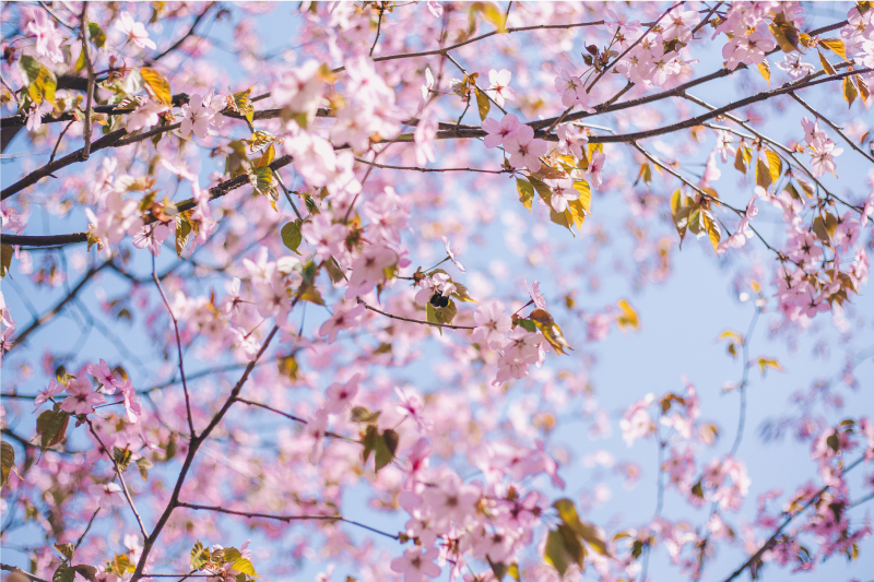 Set de table fleurs de cerisier en fleurs - TenStickers