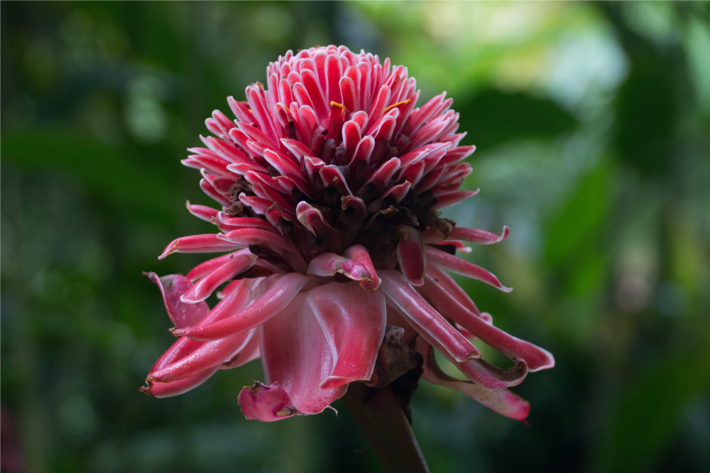 Set de table original arrangement floral tropical - TenStickers