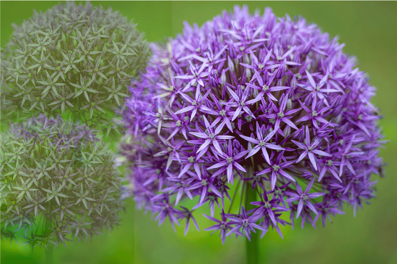 Set de table fleurs violettes Éclatantes - TenStickers