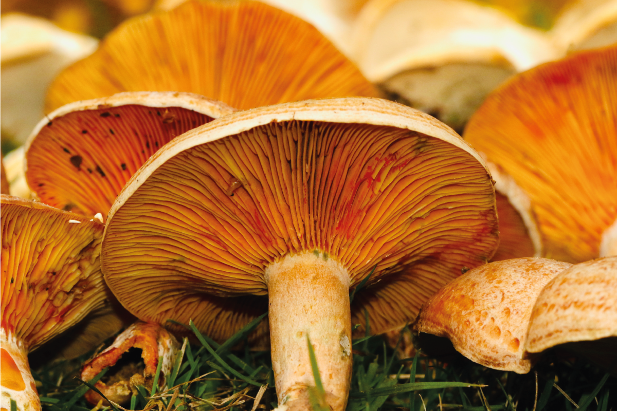Set de table original champignons et ramen - TenStickers