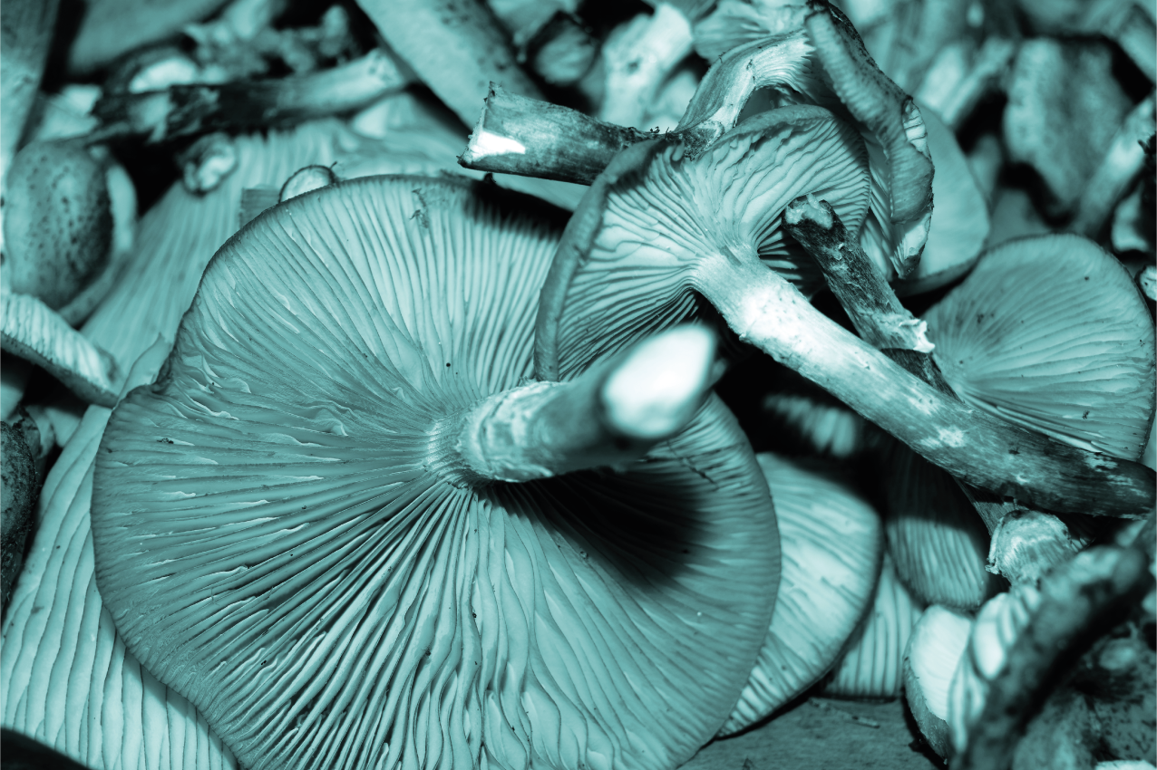 Set de table gros plan sur champignon - TenStickers