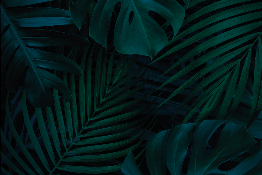 Set de table feuilles tropicales Élégantes - TenStickers