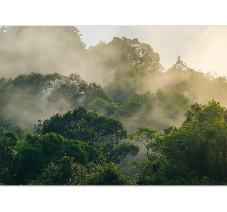 Papier peint forêt canopée de jungle luxuriante - TenStickers