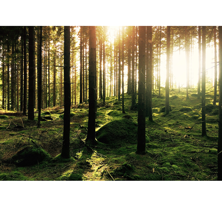 Tapisserie salon forêt ensoleillée - TenStickers