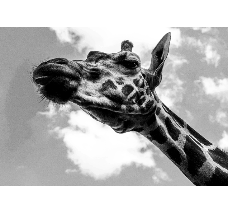 Tapisserie animaux portrait de girafe - TenStickers