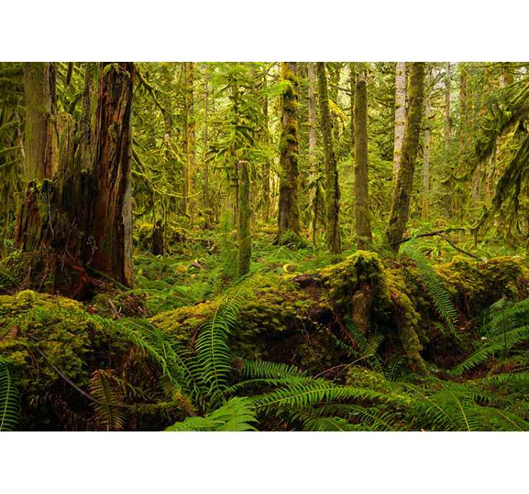 Tapisserie forêt paysage forestier luxuriant - TenStickers