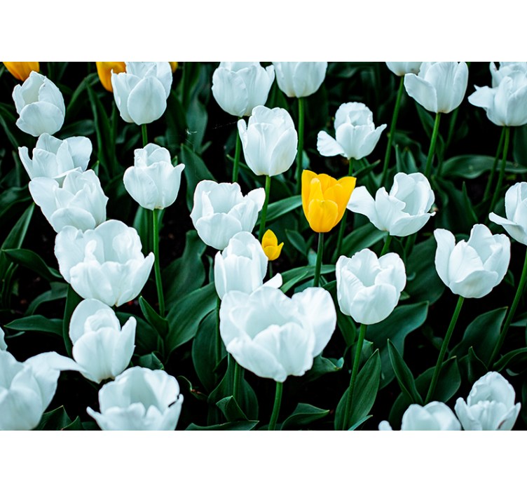 Tapisserie fleur les tulipes blanches fleurissent - TenStickers