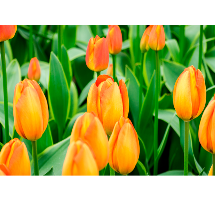 Tapisserie tulipes Épanouissement des tulipes - TenStickers