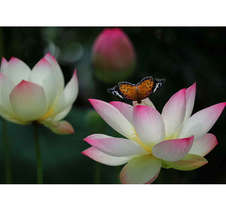 Tapisserie fleur fleur de lotus Élégante - TenStickers