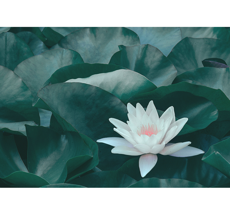 Tapisserie fleur lotus en gros plan - TenStickers