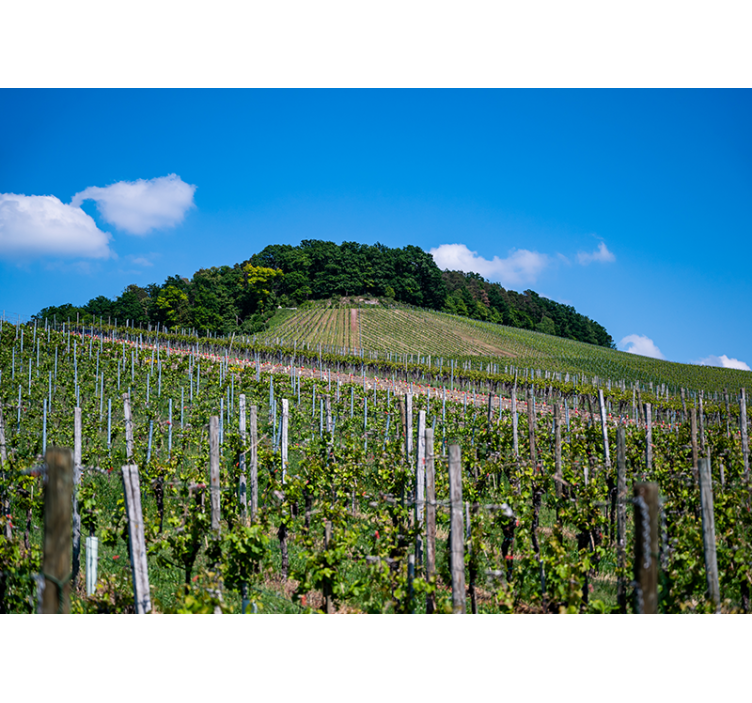 Tapisserie paysage collines de vignobles luxuriants - TenStickers
