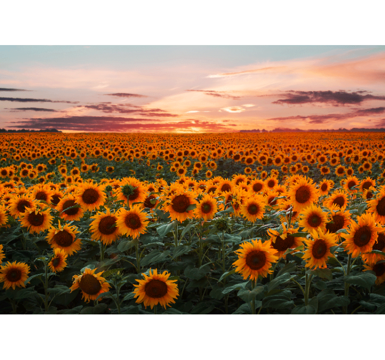 Tapisserie fleur crépuscule de la prairie de tournesols - TenStickers