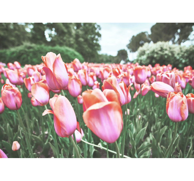 Tapisserie coquelicots champ de tulipes en fleurs - TenStickers