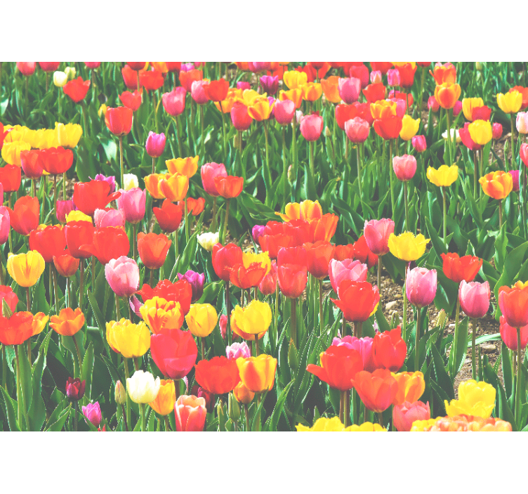 Tapisserie fleur champs de tulipes en fleurs - TenStickers