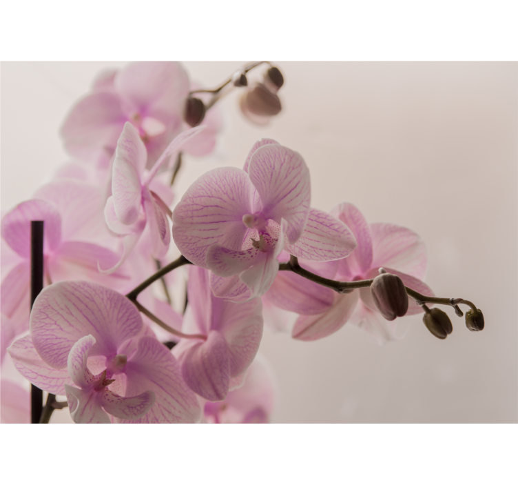 Tapisserie orchidée fleurs d'orchidée délicates - TenStickers