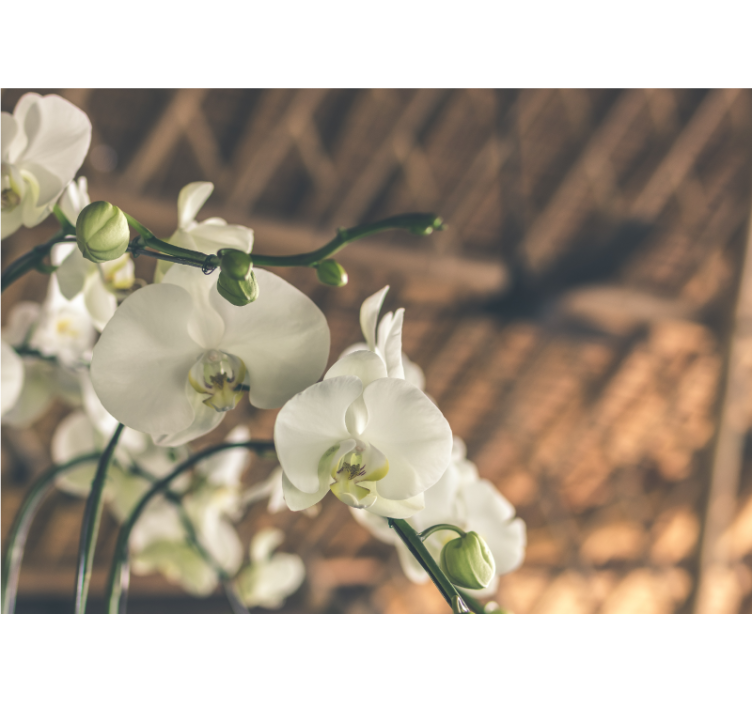 Tapisserie orchidée fleurs d'orchidées élégantes - TenStickers