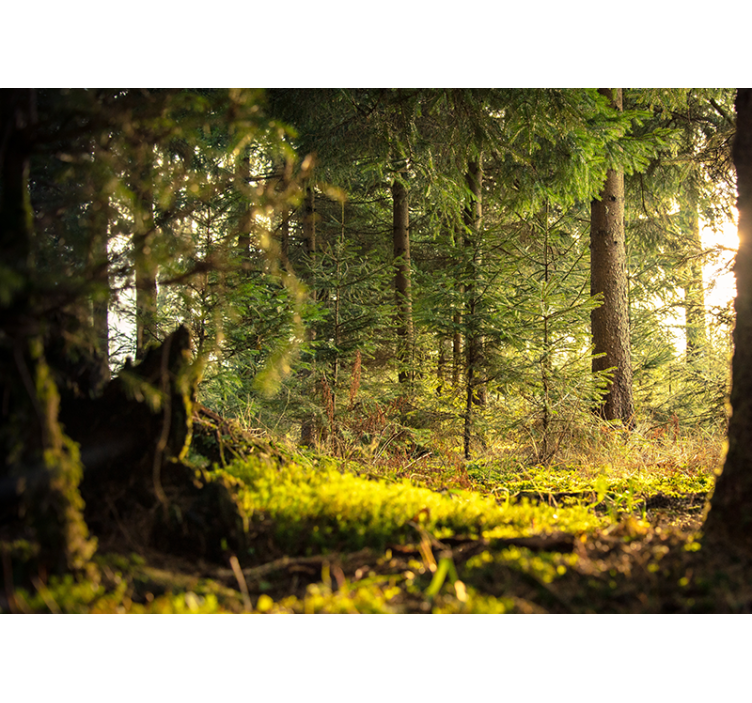 Tapisserie forêt paysage vert serein - TenStickers