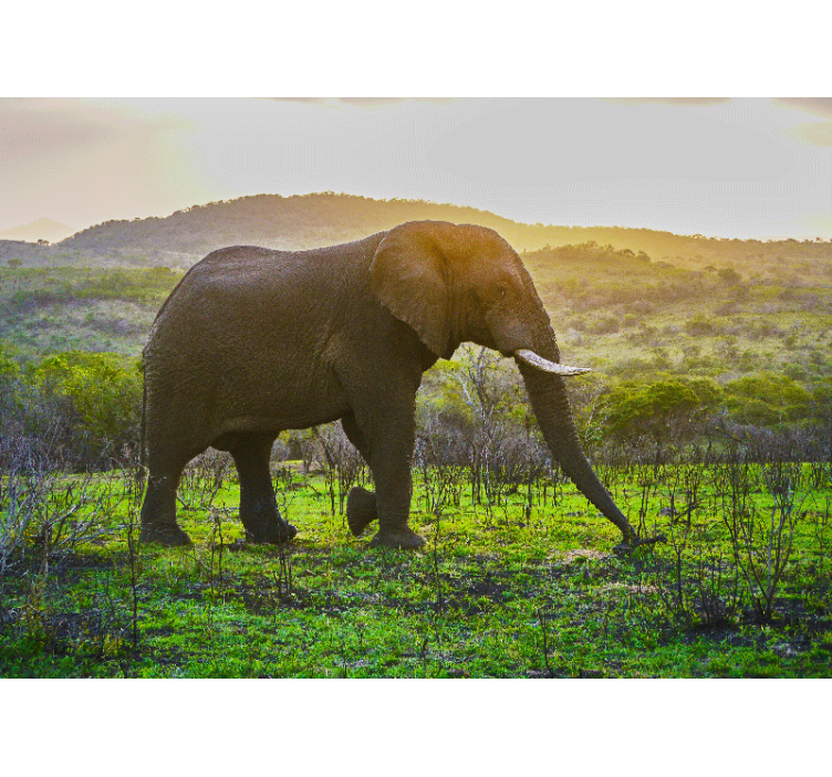 Tapisserie animaux scène d'Éléphants majestueux - TenStickers