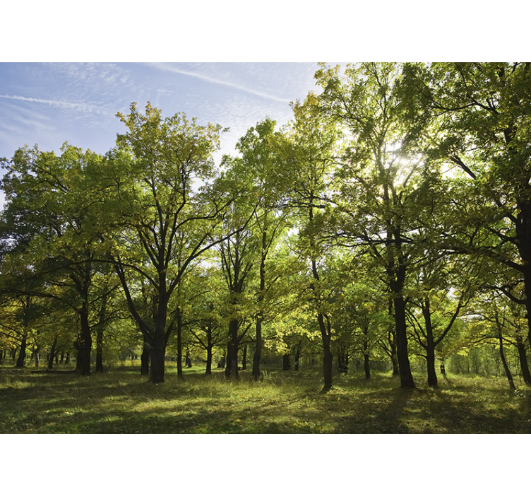 Tapisserie nature paysage feuillu vivant - TenStickers