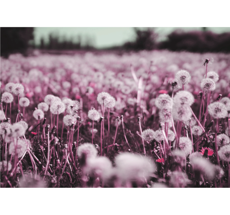 Tapisserie pissenlit scène de champ violet - TenStickers