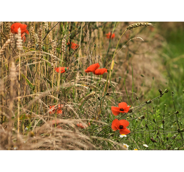 Tapisserie coquelicots sérénité des prairies - TenStickers