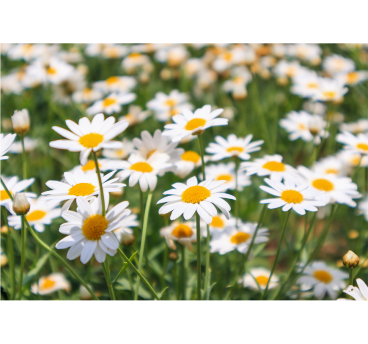 Tapisserie fleur marguerites en pleine floraison - TenStickers