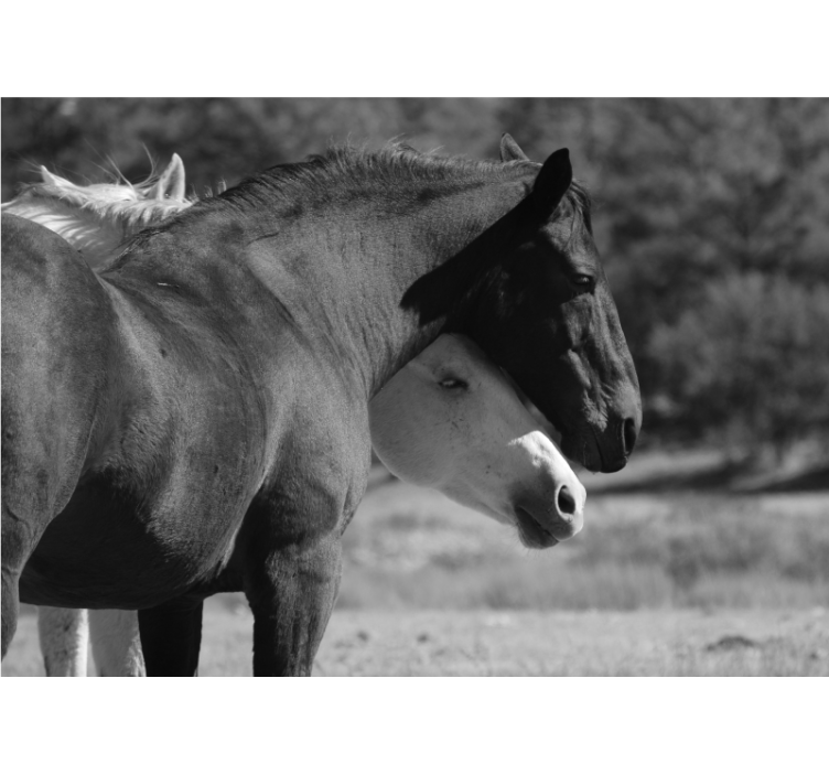 Tapisserie animaux compagnie des chevaux - TenStickers