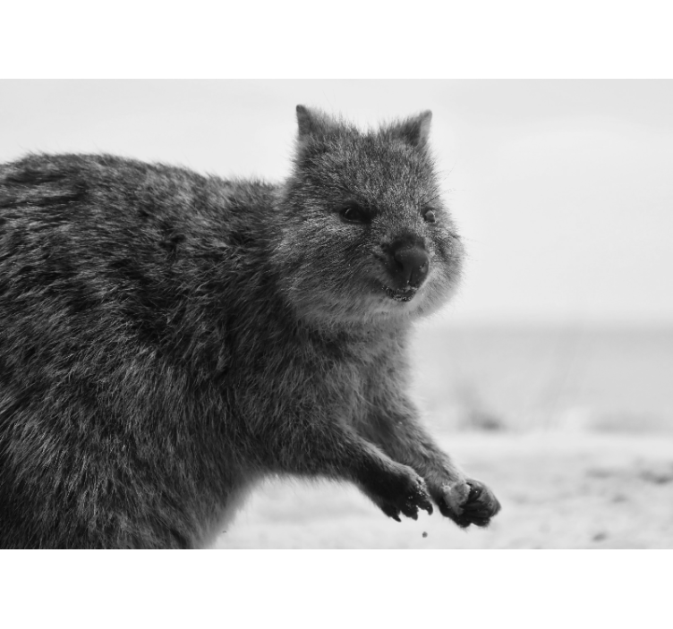 Tapisserie animaux expression de wombat en gros plan - TenStickers