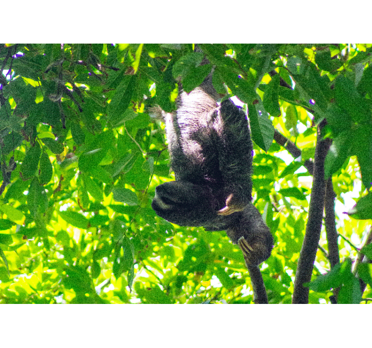 Tapisserie animaux paresseux suspendus verdure - TenStickers