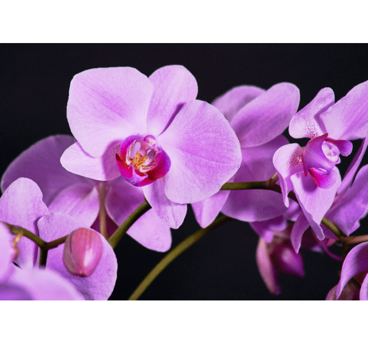 Tapisserie orchidée fleurs d'orchidées gracieuses - TenStickers