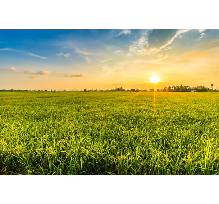 Tapisserie paysage coucher de soleil sur champs verts - TenStickers