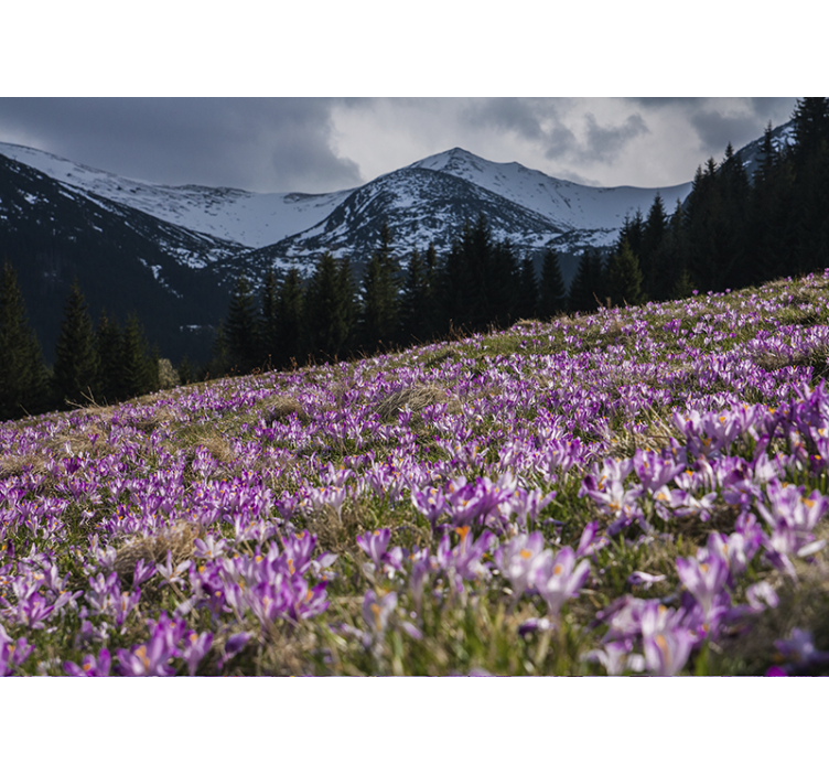 Tapisserie fleur champ de fleurs de crocus - TenStickers