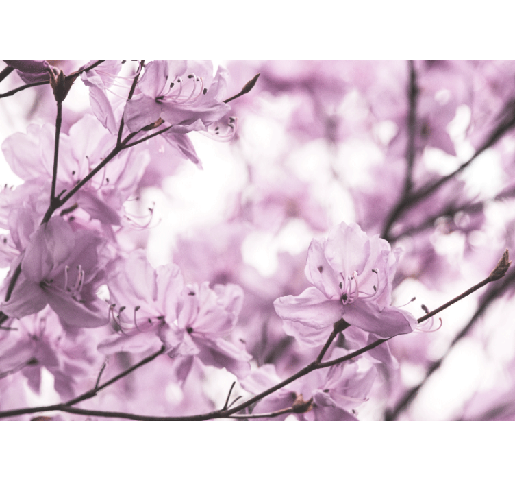 Tapisserie fleur délicates fleurs roses - TenStickers