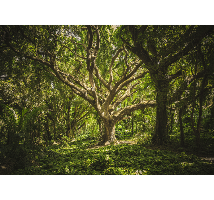 Tapisserie forêt canopée d'arbres majestueuse - TenStickers