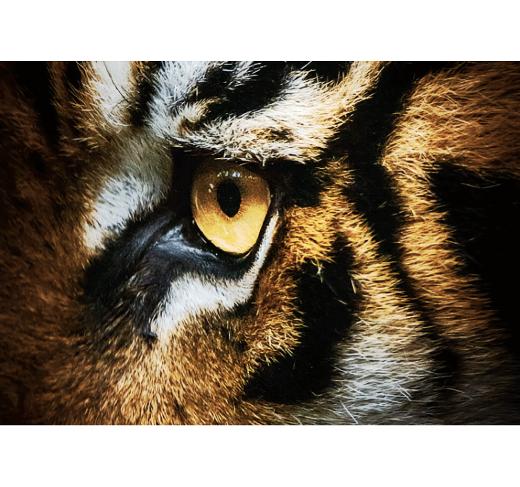 Tapisserie animaux regard intense du tigre - TenStickers