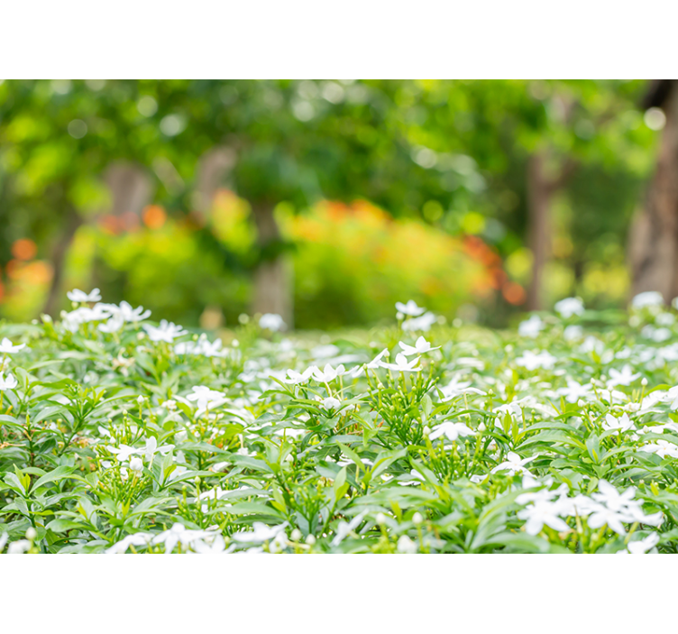 Tapisserie fleur Éclat de fleurs blanches - TenStickers