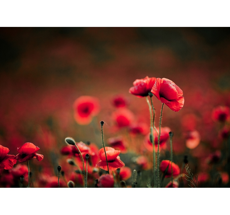 Tapisserie coquelicots fleurs de pavot brillantes - TenStickers