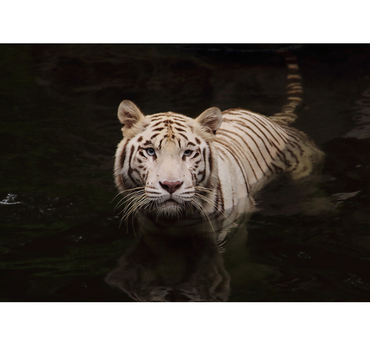 Tapisserie autres animaux regard de tigre blanc - TenStickers