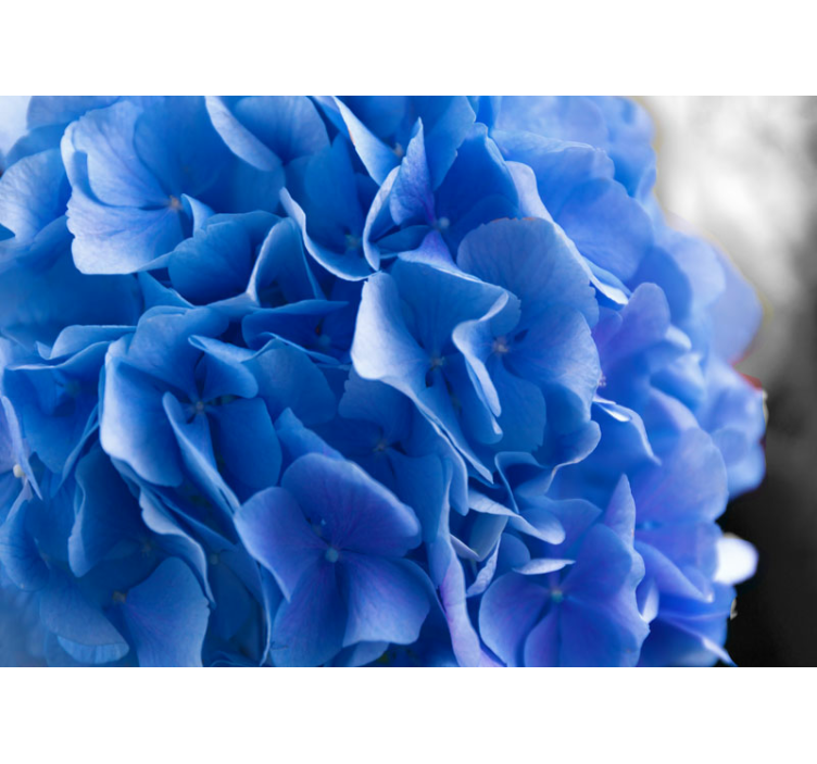 Tapisserie fleur hortensia bleu en fleurs - TenStickers