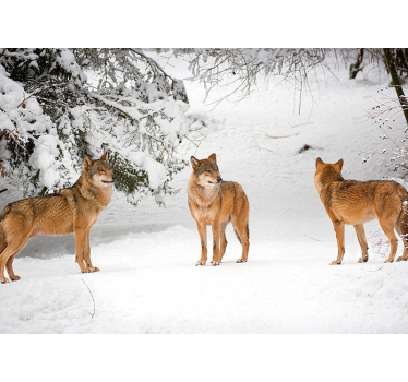 Papier peint photo loups dans les montagnes - TenStickers
