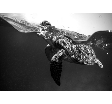 Papier peint mural Tortue noire et blanche nageant - TenStickers