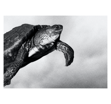 Tapisserie autres animaux tortue nageant - TenStickers