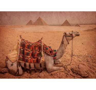 Papier peint mural de desert Chameau dormant devant une pyramide - TenStickers