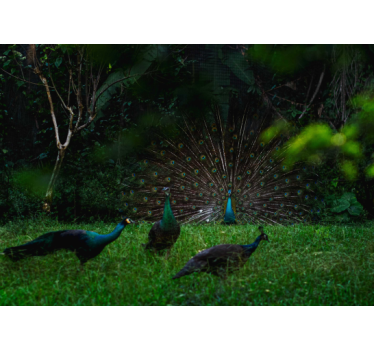 Tapisserie animaux paon déployant ses plumes - TenStickers