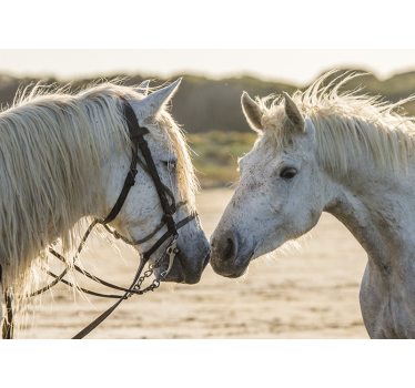 Tapisserie animaux affection tendre pour cheval - TenStickers